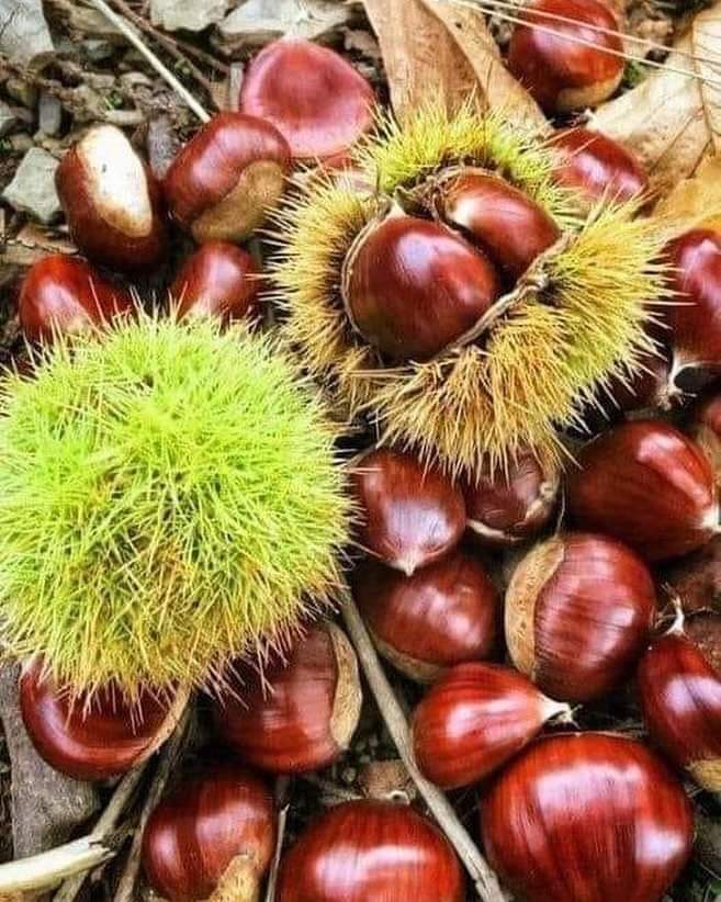 MARİGULE KESTANE FİDANI 